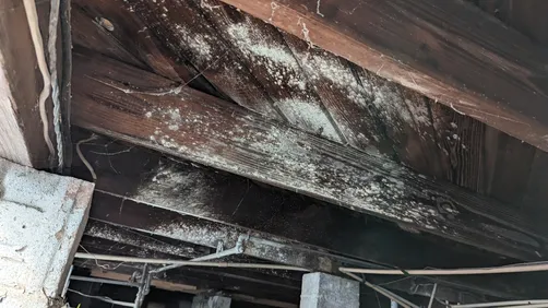 photo at Lakeshore Jacksonville Florida 32210 taken Dec 2022: Dehumidifier is a part of mold treatment. Drying out materials helps kill mold in the mold remediation process.